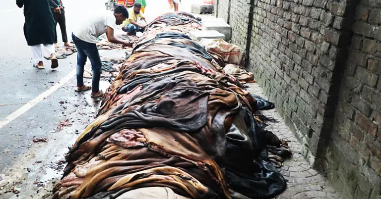 কোরবানির পর কাঁচা চামড়া সংগ্রহ শুরু